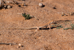 Acanthodactylus dumerilii