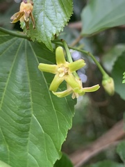 Secamone gerrardii