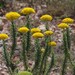 Athanasia pinnata - Photo (c) Craig Peter, algunos derechos reservados (CC BY-NC), subido por Craig Peter