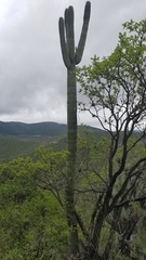 Cephalocereus macrocephalus