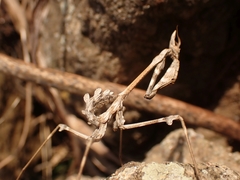 Empusa fasciata
