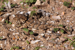 Tarentola chazaliae