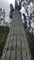 Cephalocereus macrocephalus