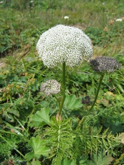 Seseli condensatum