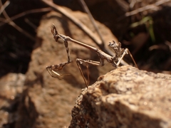 Empusa fasciata