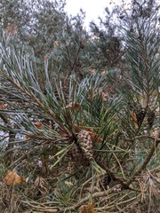 Pinus sylvestris