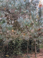 Pinus sylvestris