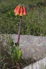 Cyrtanthus obliquus
