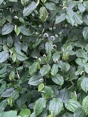 Piper capense capense