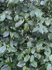 Piper capense capense