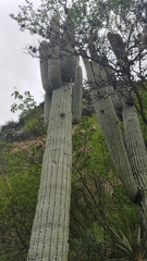 Cephalocereus macrocephalus