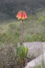 Cyrtanthus obliquus