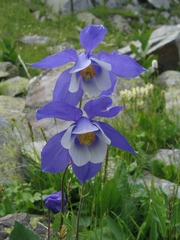 Aquilegia jucunda