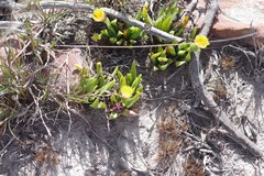 Bergeranthus scapiger