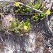 Bergeranthus scapiger - Photo 由 Craig Peter 所上傳的 (c) Craig Peter，保留部份權利CC BY-NC