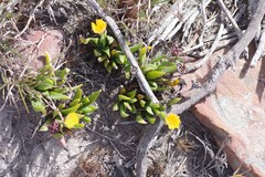 Bergeranthus scapiger