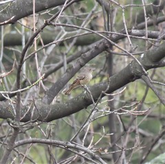 Knipolegus poecilurus