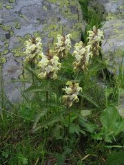 Pedicularis compacta