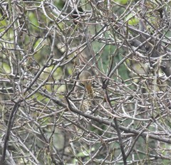 Knipolegus poecilurus