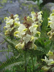 Pedicularis compacta
