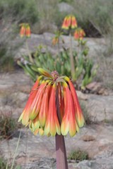 Cyrtanthus obliquus