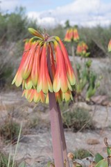 Cyrtanthus obliquus