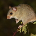 Red-nosed Mouse - Photo (c) Frederico Acaz Sonntag, some rights reserved (CC BY-NC), uploaded by Frederico Acaz Sonntag