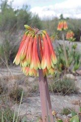Cyrtanthus obliquus
