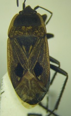 Graptopeltus lynceus