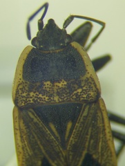Graptopeltus lynceus