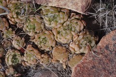 Haworthia cooperi