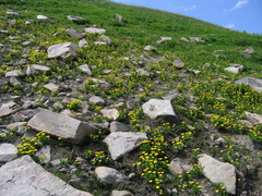 Ranunculus altaicus