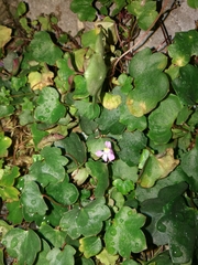 Cymbalaria muralis