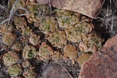 Haworthia cooperi
