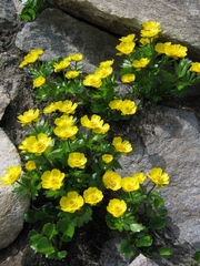 Ranunculus altaicus