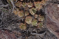 Haworthia cooperi