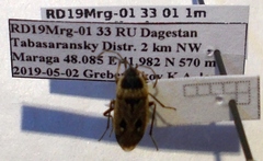 Graptopeltus lynceus