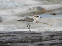 Charadrius peronii