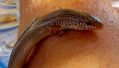 Chalcides ocellatus