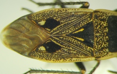 Graptopeltus lynceus