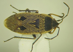 Graptopeltus lynceus