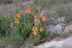 Cyrtanthus obliquus