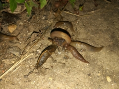 Tandonia