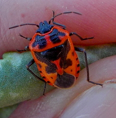 Eurydema spectabilis