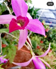 Laelia anceps