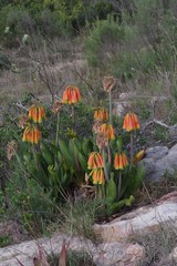 Cyrtanthus obliquus