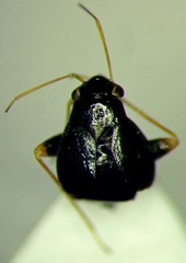 Halticus apterus