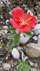 Hibiscus longifilus