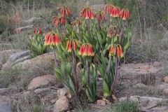 Cyrtanthus obliquus
