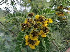 Senna racemosa